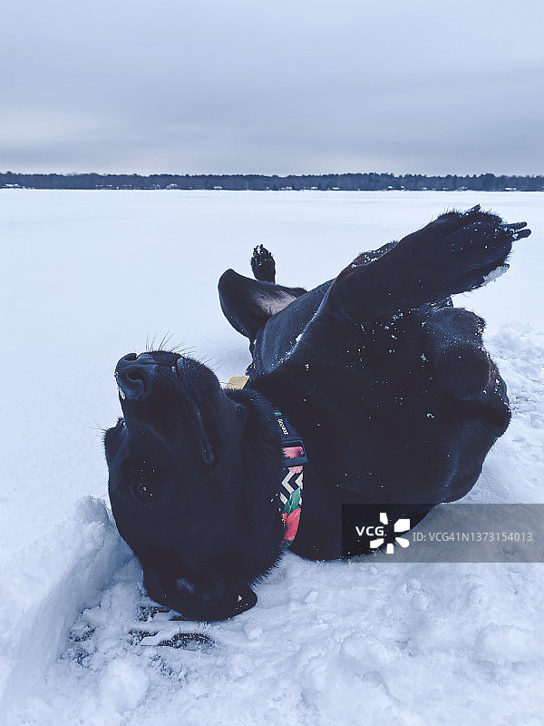 在雪地里玩耍的拉布拉多犬图片素材