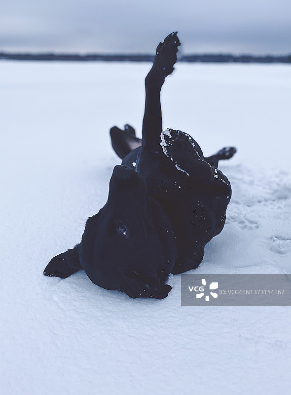 在雪地里玩耍的拉布拉多犬图片素材