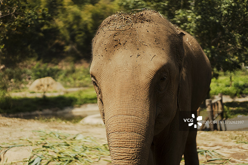 亚洲象在泰国北部野生保护区吃草（特写）图片素材