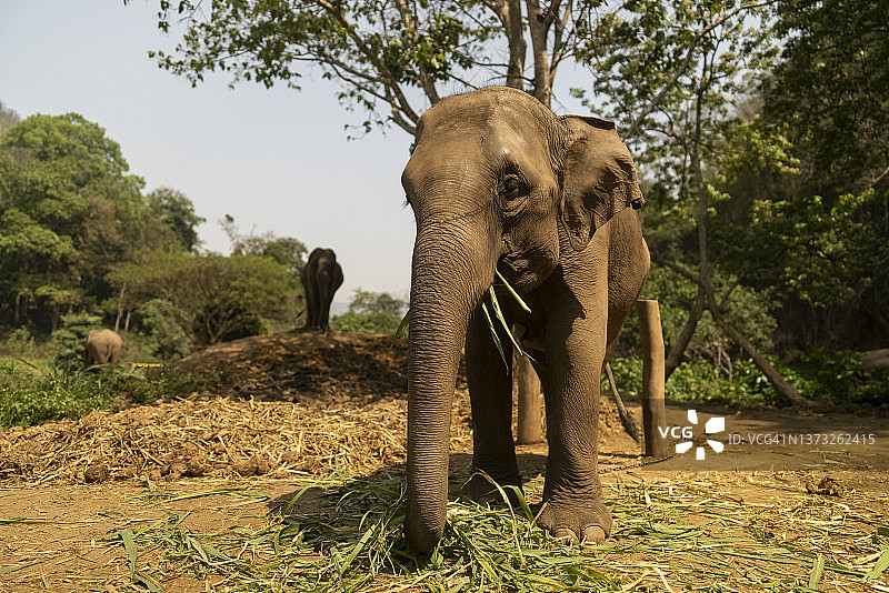 泰国北部野生保护区内的大象广角镜头图片素材