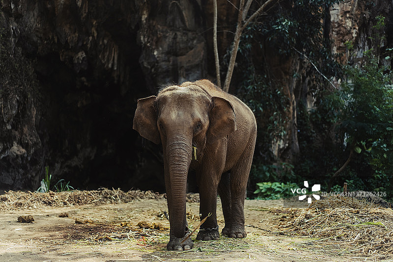 泰国北部野生保护区内的大象广角镜头图片素材