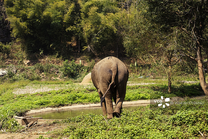 泰国北部野生保护区内的大象广角镜头图片素材