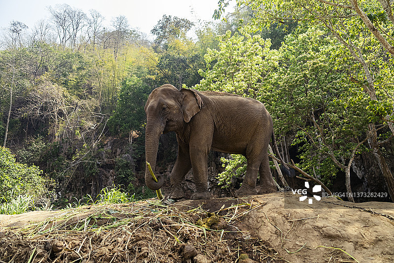 泰国北部野生保护区内的大象广角镜头图片素材