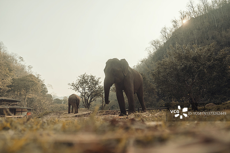 泰国北部野生保护区内的大象广角镜头图片素材