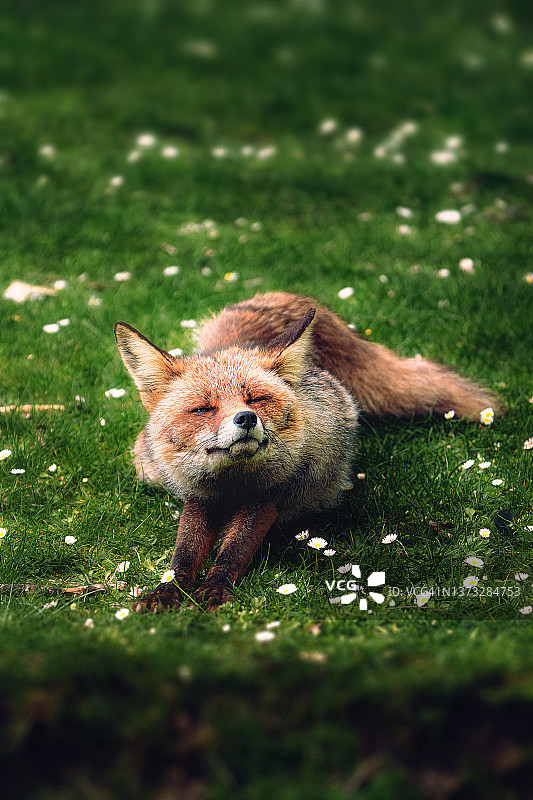 狐狸伸展运动，野生动物，珍稀动物，奇幻动物图片素材