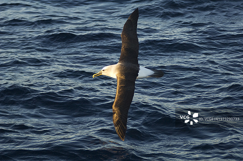 皇家信天翁图片素材