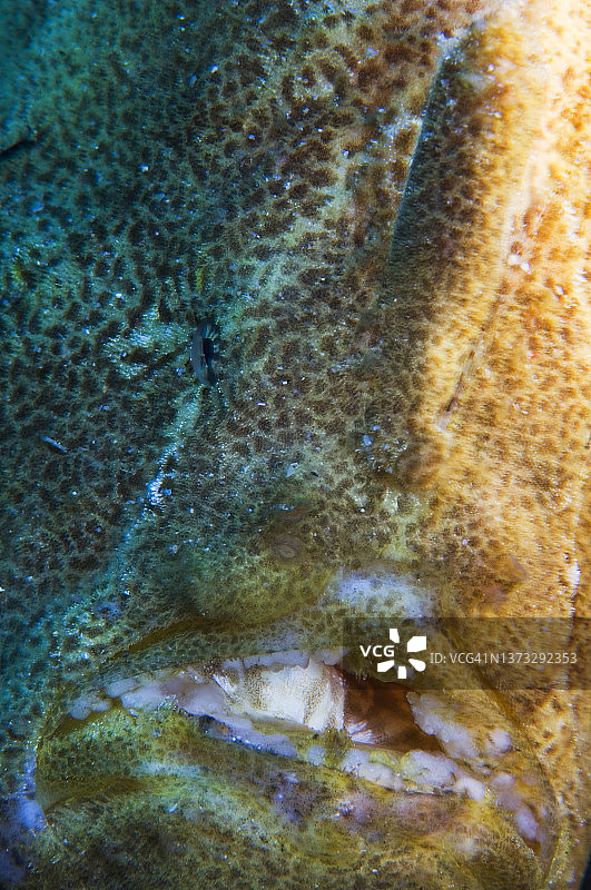 巨型青蛙鱼图片素材