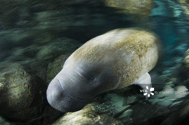 佛罗里达海牛图片素材