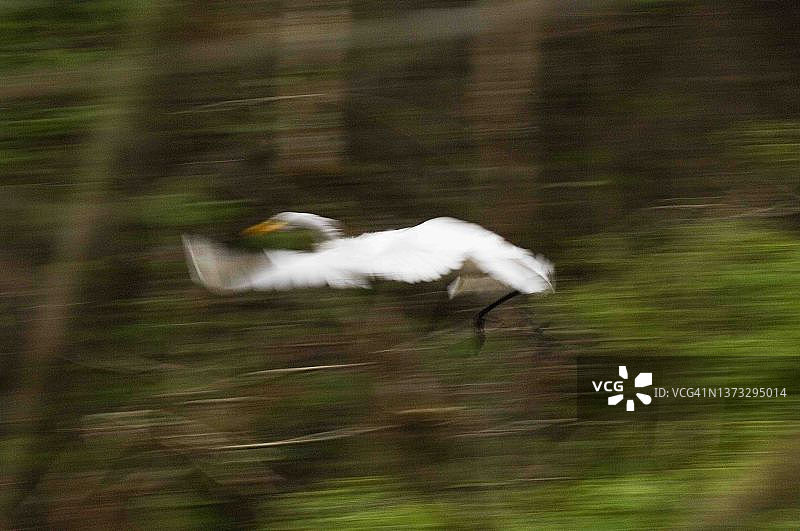 大白鹭图片素材