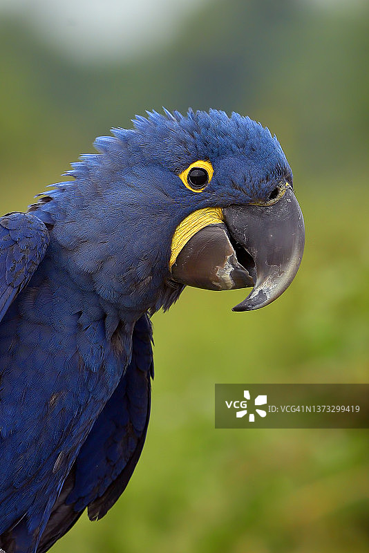 蓝色风信子金刚鹦鹉特写，印度尼西亚图片素材
