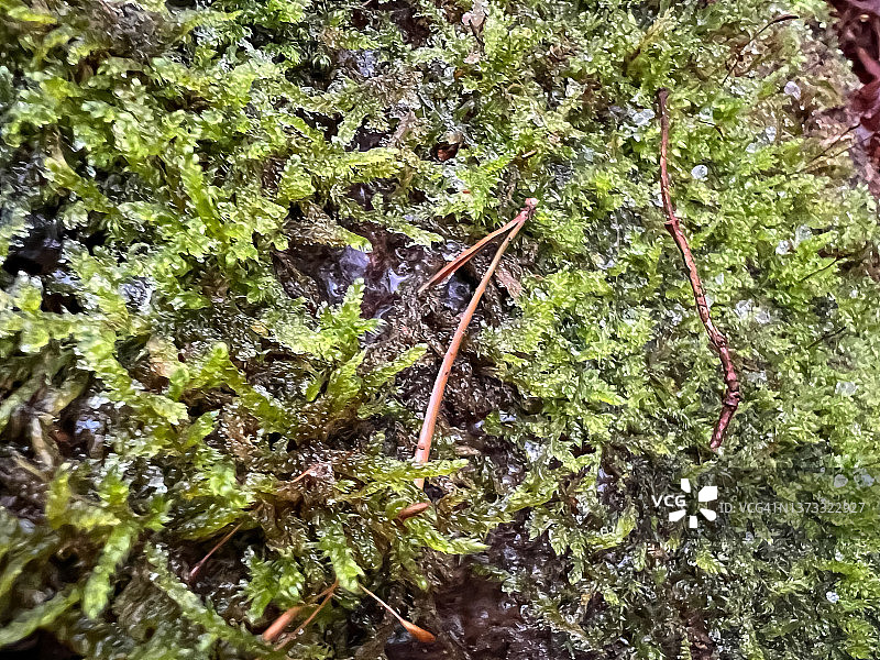 长满苔藓的潮湿树桩图片素材