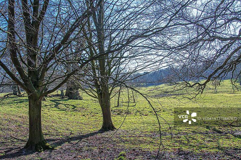 冬季光秃的树木图片素材