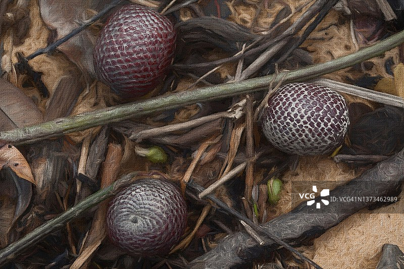 防水布和棕榈果图片素材