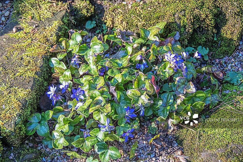 獐耳细辛图片素材