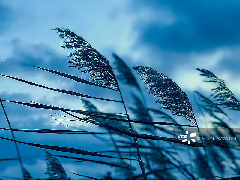 冬日傍晚的芦苇，背景是美丽的天空。图片素材