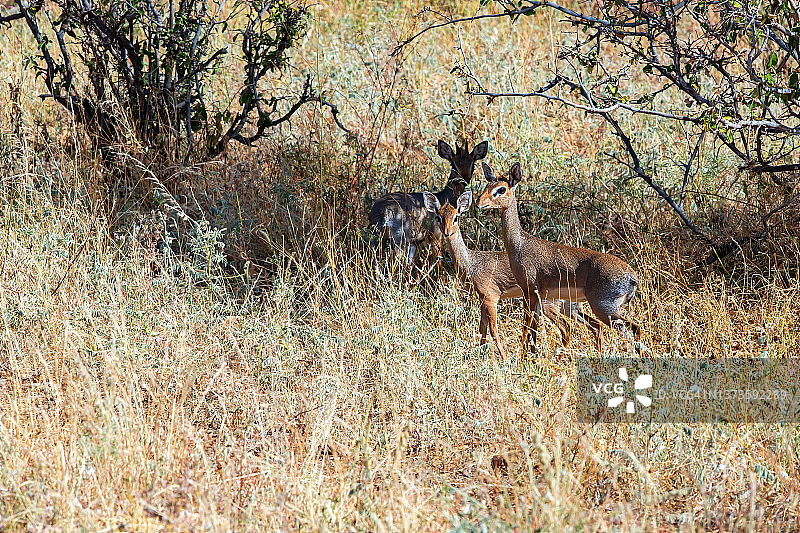 母、父和小羚羊在野外图片素材