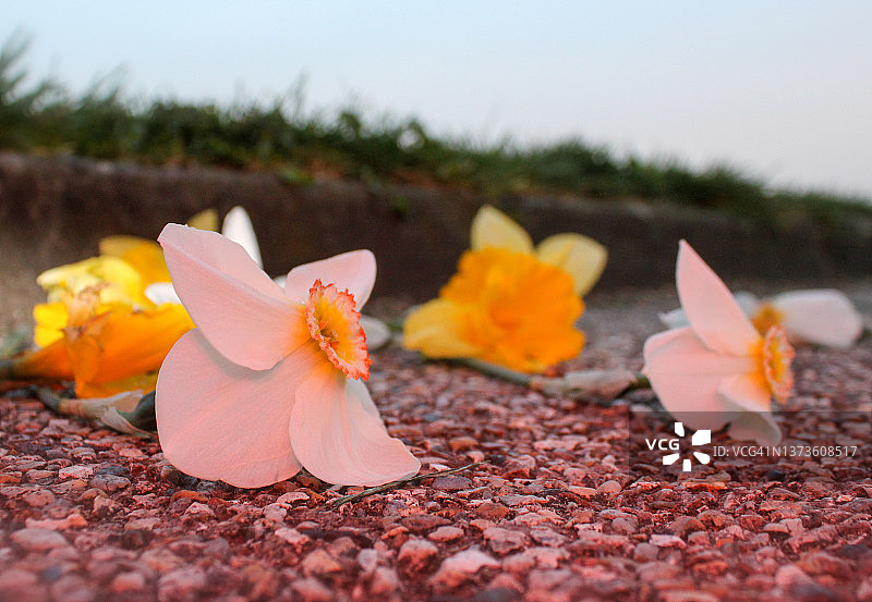 丢弃的黄水仙花图片素材