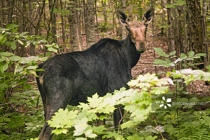 一头年轻的驼鹿在缅因州北部的树林中驻足图片素材