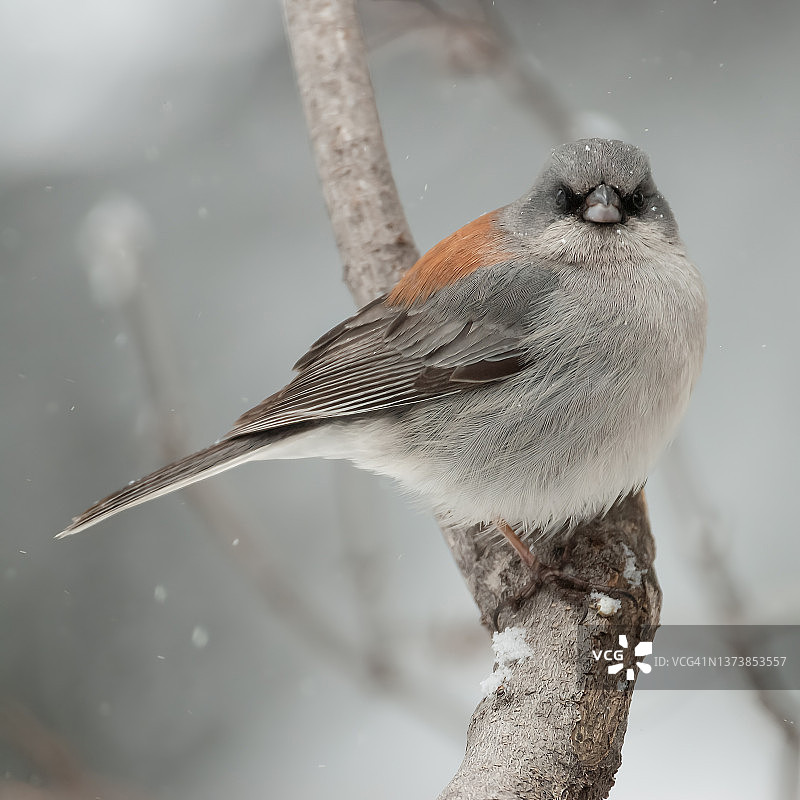 冬季的黑眼灰雀图片素材