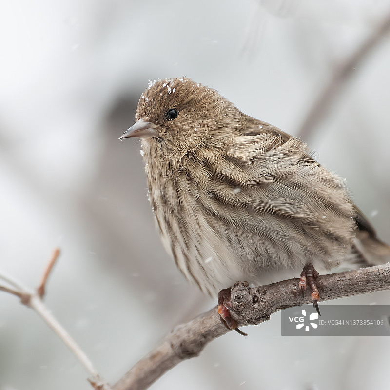 冬季栖息在树枝上的松雀图片素材