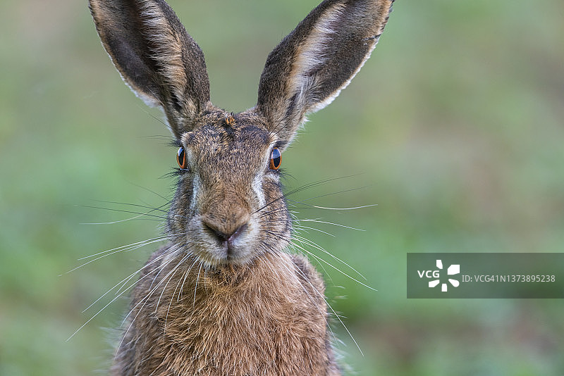 欧洲野兔图片素材