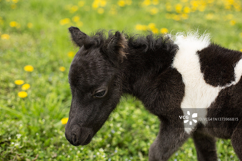 迷你小马驹图片素材