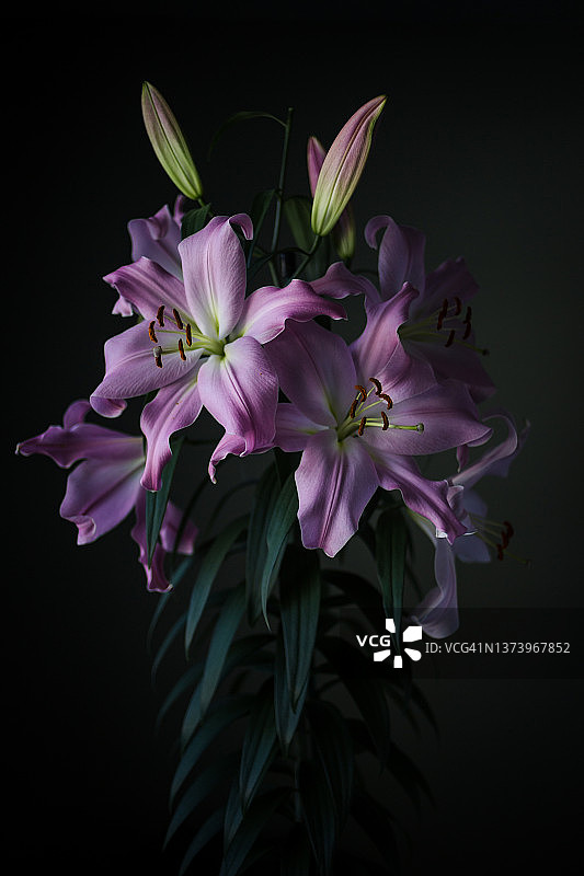 粉色百合图片素材