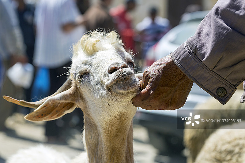穆莱·伊德里斯，中阿特拉斯山脉，摩洛哥图片素材