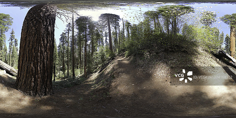 红杉国家公园巨杉树下的隧道原木图片素材