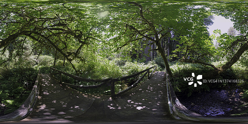 红木州立国家公园内的霍河雨林区360度全景图片素材