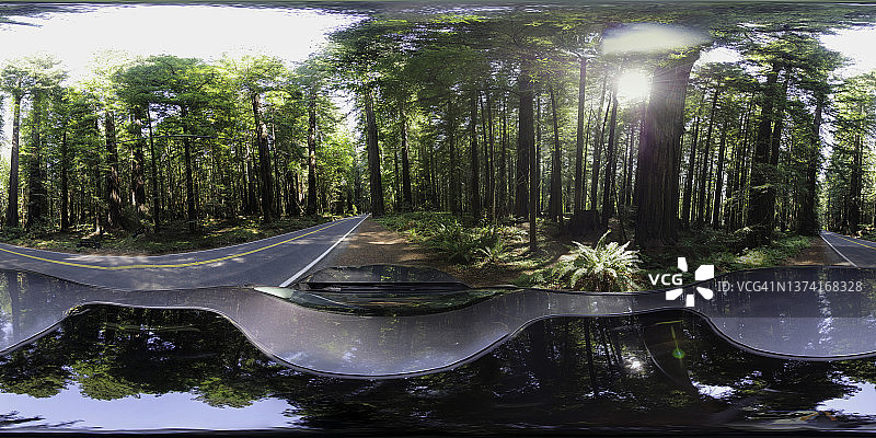 驾车穿越红杉国家公园的红杉树图片素材