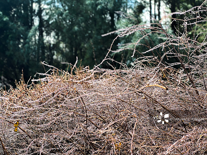 冬季冰暴中覆盖着冰的光秃秃的树枝灌木图片素材