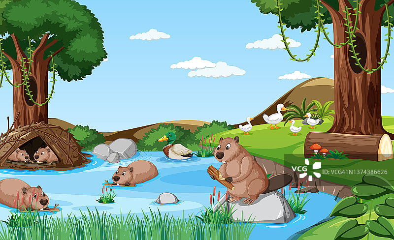 森林中的河流：水獭与鸭子图片素材