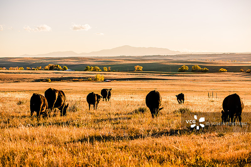 山景日落下的牛群图片素材