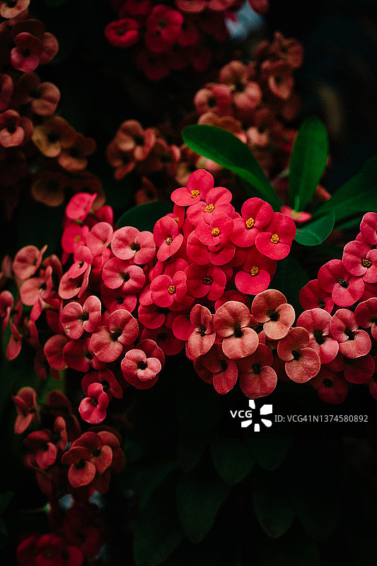 鲜艳的粉色热带花卉群图片素材