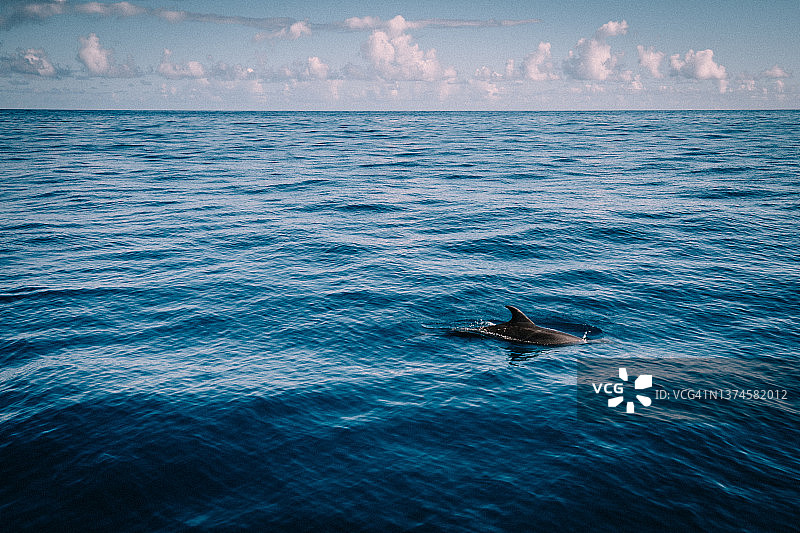 蓝色海洋中的长吻原海豚图片素材