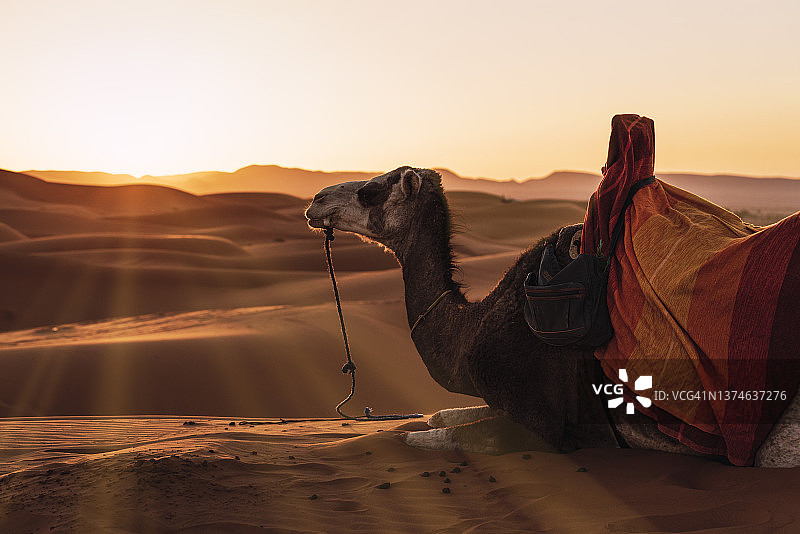 摩洛哥梅尔祖卡沙漠中休息的骆驼逆光图片素材