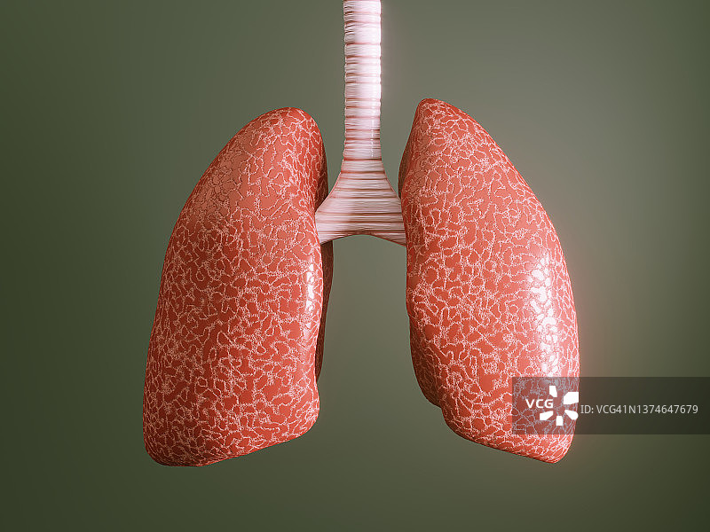 人类肺部图片素材
