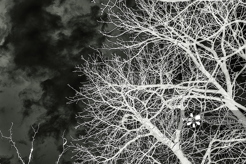 冬天的树枝图片素材