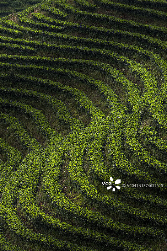 成排的普洱茶树图片素材