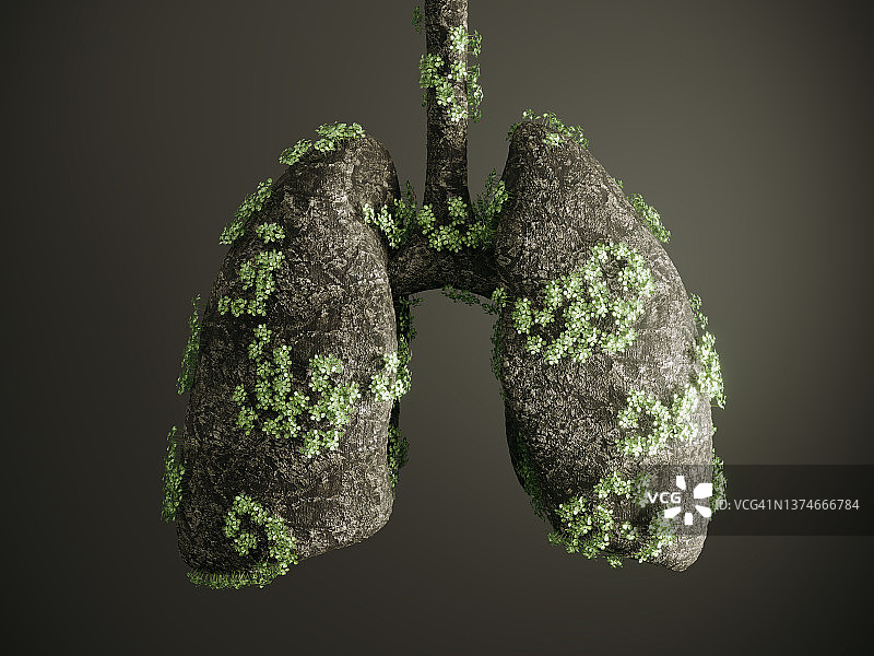 人体肺部树图片素材