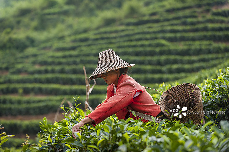 采摘普洱茶图片素材