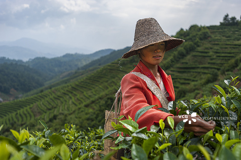 采摘普洱茶图片素材