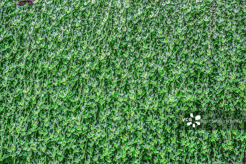 绿色小叶墙图片素材