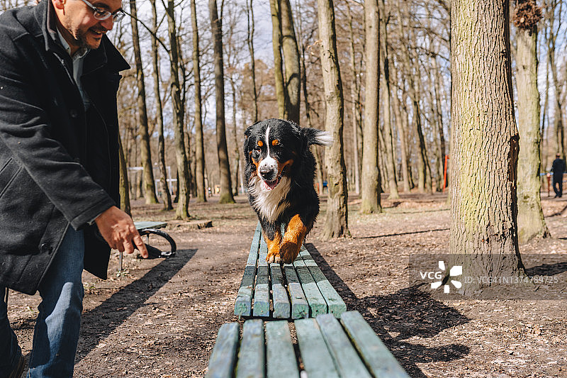 戴眼镜的年长男人遛着伯恩山犬图片素材