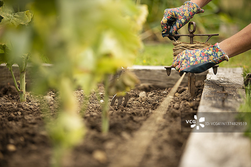 女人用麻线固定抬高的花园床图片素材