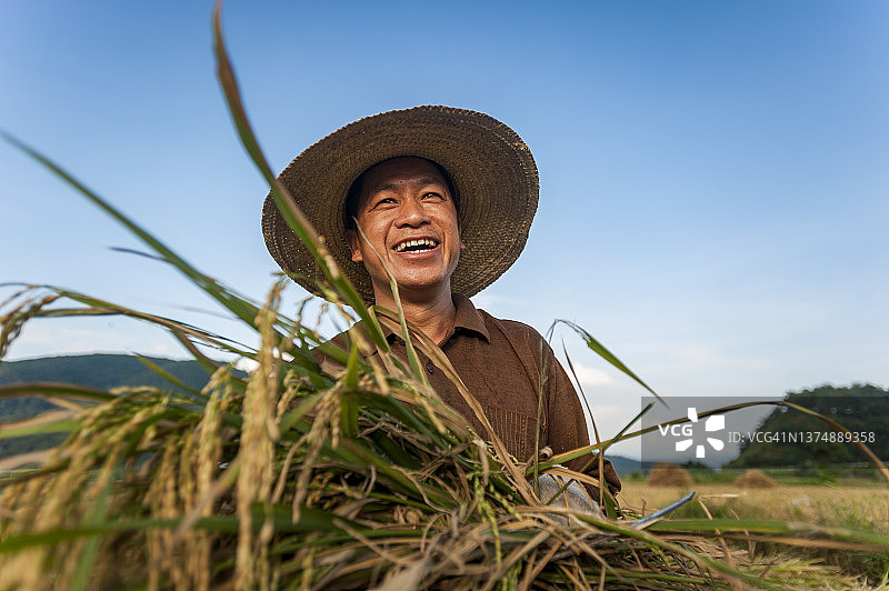 稻米收割图片素材