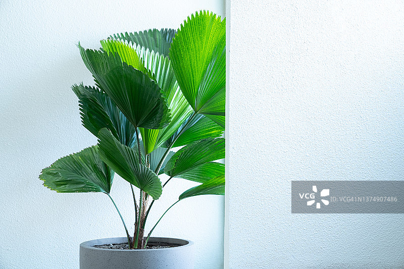 绿叶琴叶榕：热门观赏性热带室内植物图片素材