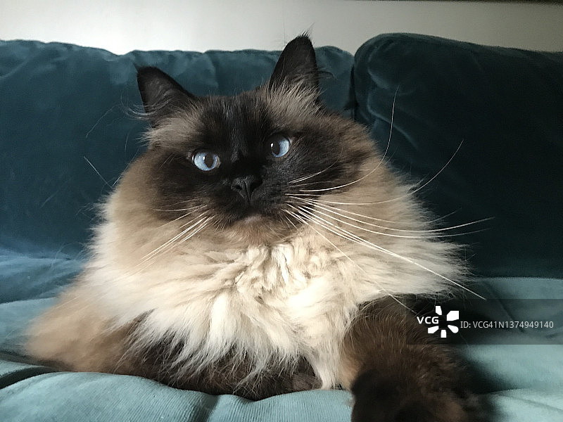 蓝眼海豹重点色布偶猫肖像图片素材