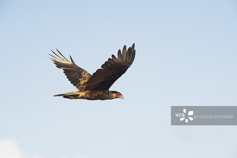 瓦拉瓦拉图片素材